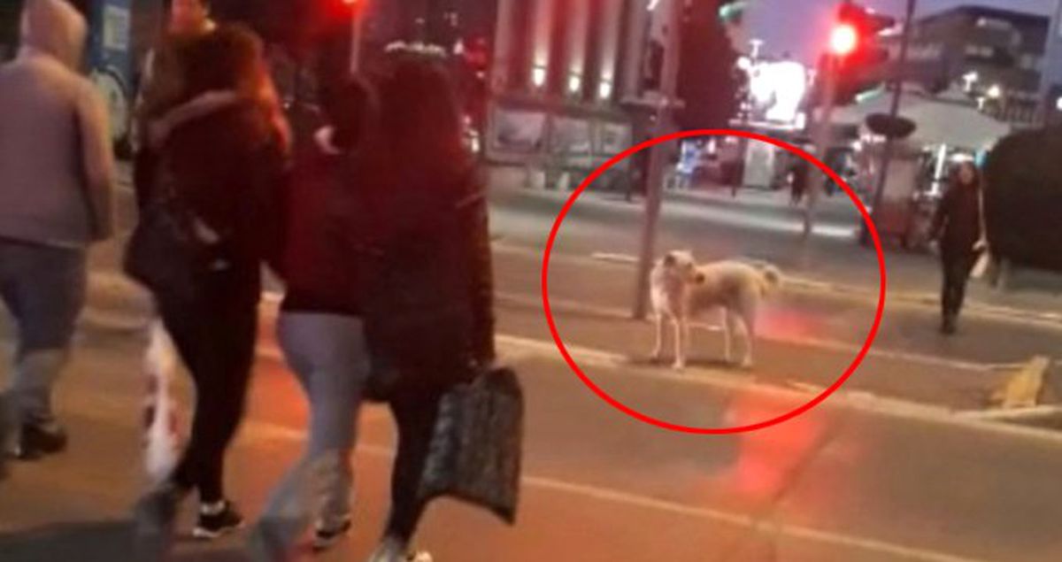Kırmızı Işıkta İnsanlar Geçerken Bekleyen Köpek Sosyal Medyayı Salladı