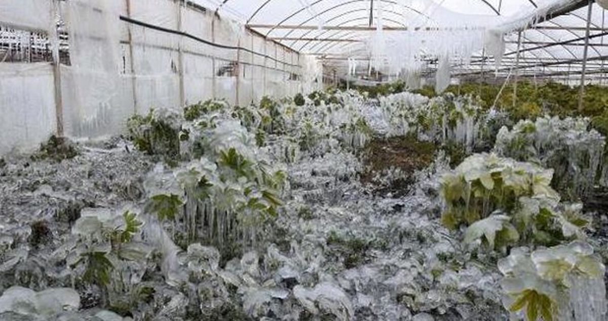 Meteoroloji'den Vatandaşlara Zirai Don Uyarısı!