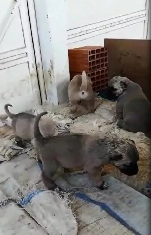 yavru kangal köpeği