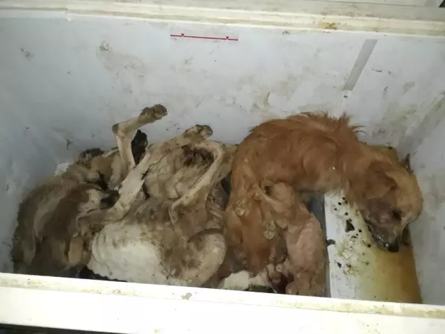 Hayvan Barınağında Kahreden Görüntüler