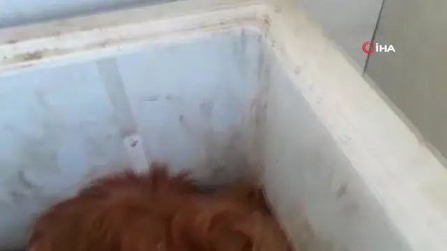 Hayvan Barınağında Kahreden Görüntüler.