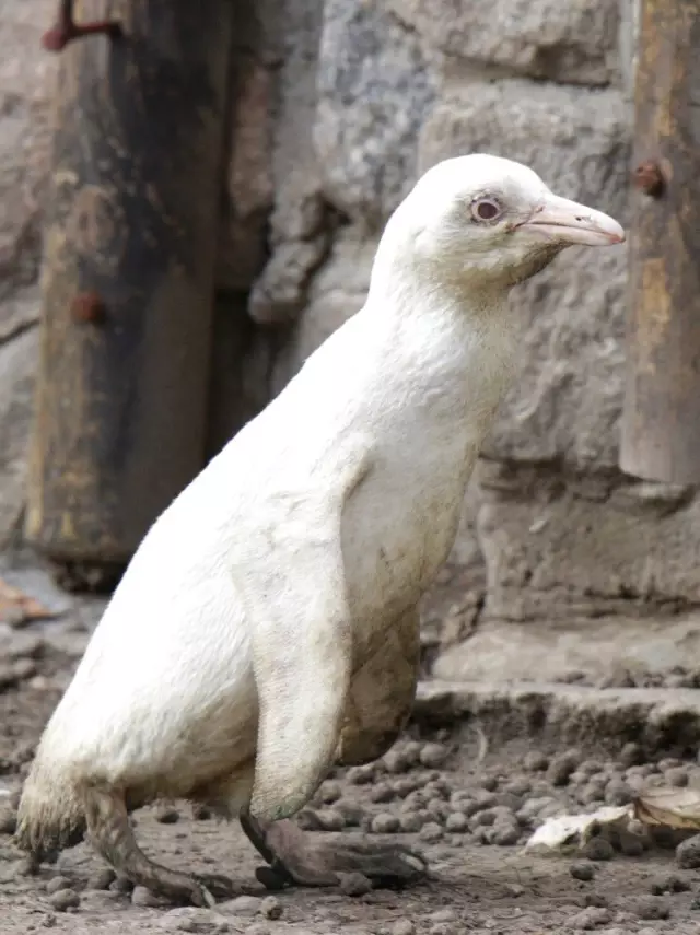 Polonya�da Dünyaya Gelen Albino Penguen İlk Kez