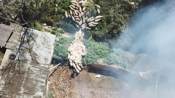 Adaklık Koyunlarını Alevlerin Arasından Böyle Kurtardı Adaklık Koyunlarını Alevlerin Arasından Böyle Kurtardı