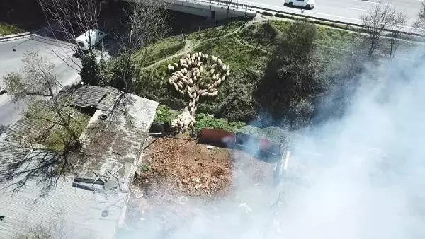 Adaklık Koyunlarını Alevlerin Arasından Böyle Kurtardı Adaklık Koyunlarını Alevlerin Arasından Böyle Kurtardı