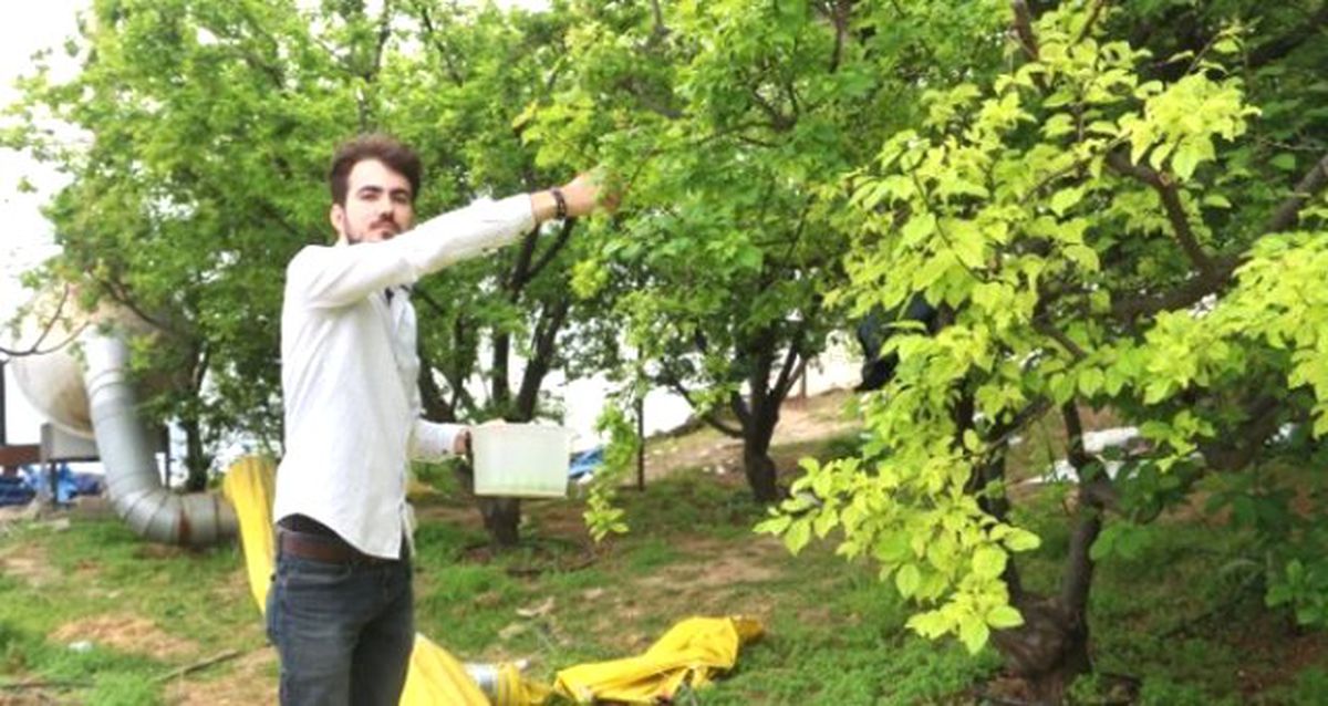 Eriğin Kilosu 500 Liradan 150 Liraya Düştü