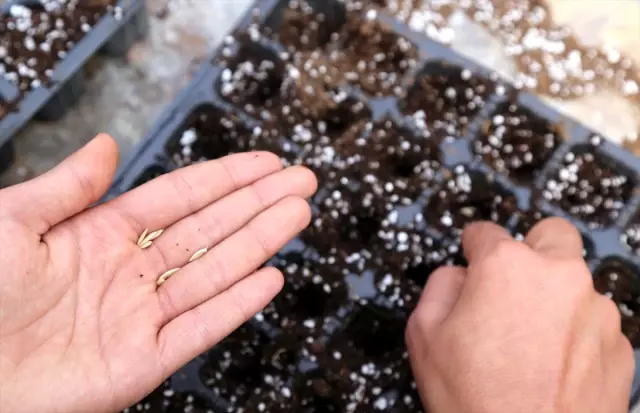 Ata Tohumları' Öğrencilerin Elinde Hayat Bulacak Ata Tohumları' Öğrencilerin Elinde Hayat Bulacak