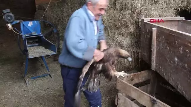 Erzurum Uçamayan Kartal İnsanlara Sığındı