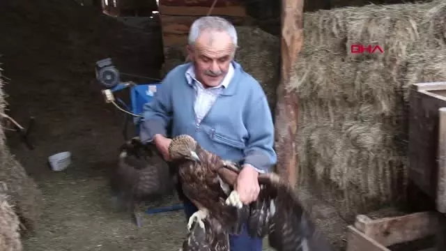 Erzurum Uçamayan Kartal İnsanlara Sığındı