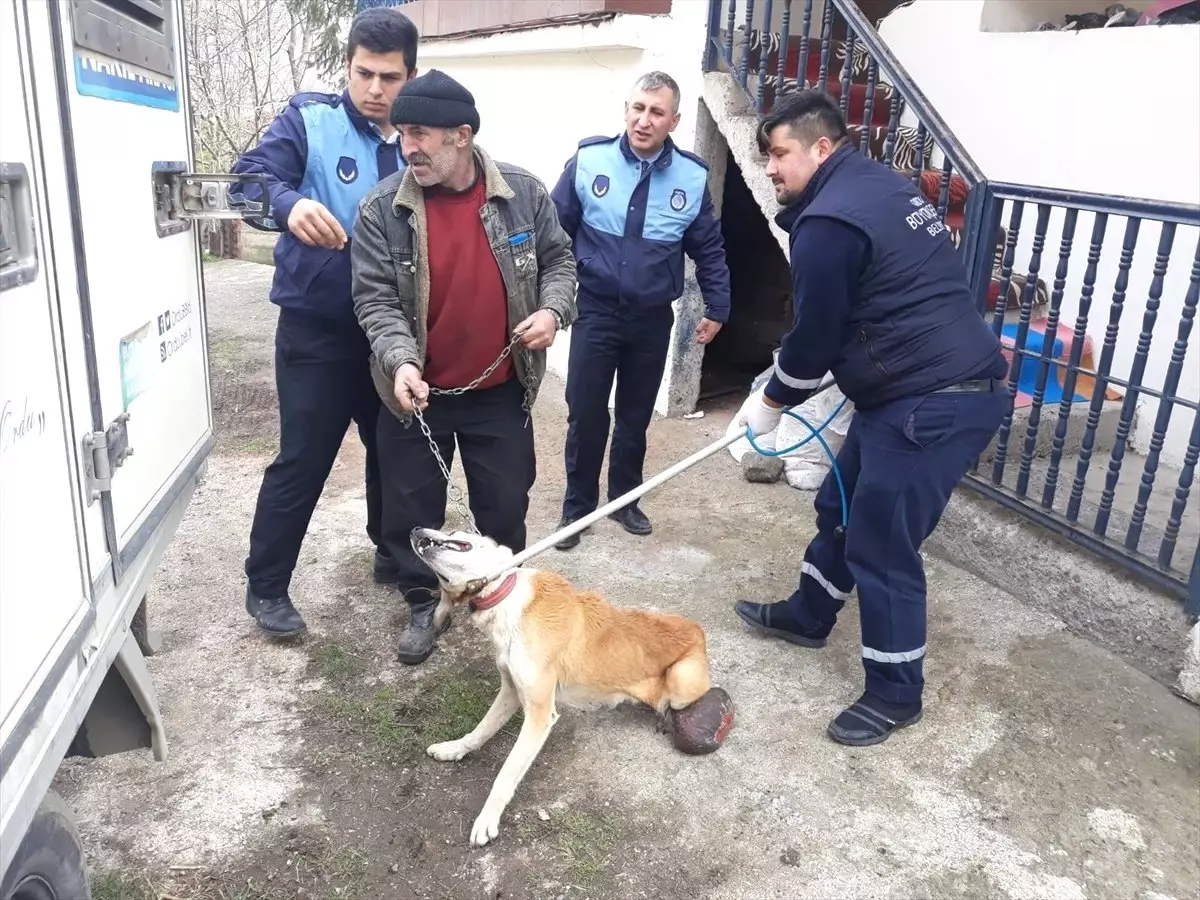 Karnında 3,5 Kilo Kist Olan Sokak Köpeği Sağlığına Kavuştu