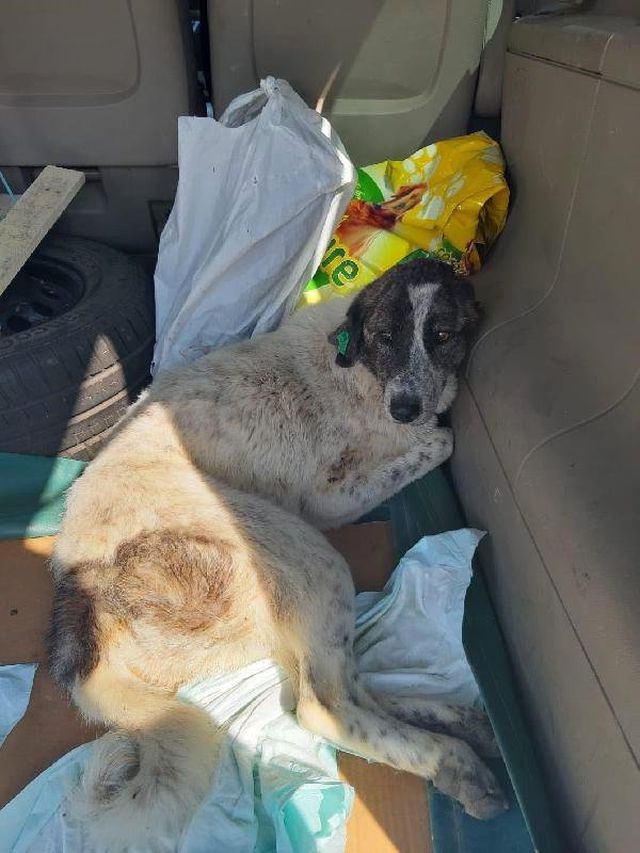 KÃ¼rekle Vurulan KÃ¶pek FelÃ§ KaldÄ±