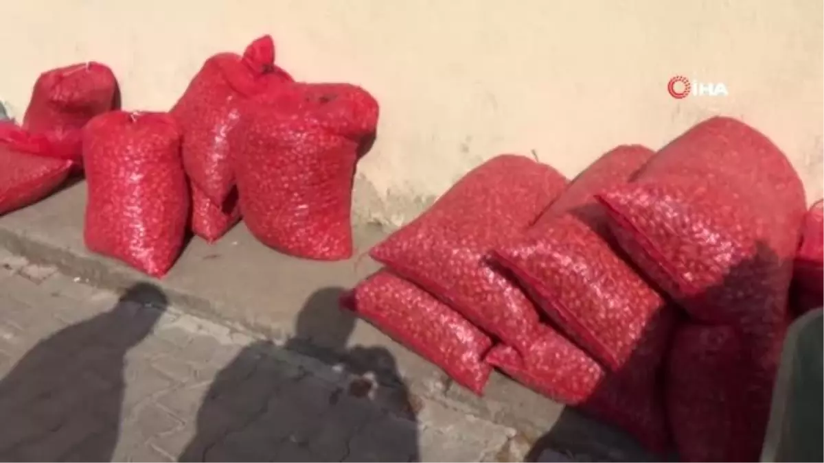 Tohumluk Soğan Fiyatları Yükseliyor