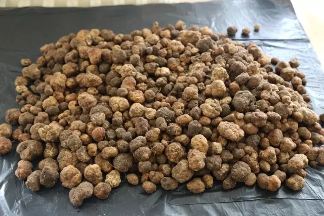 5 Kilo 700 Gram Truf Mantarini Yurt Disina Kacirmak Isteyince 60 Bin Lira Cezayi Yedi Kirklareli