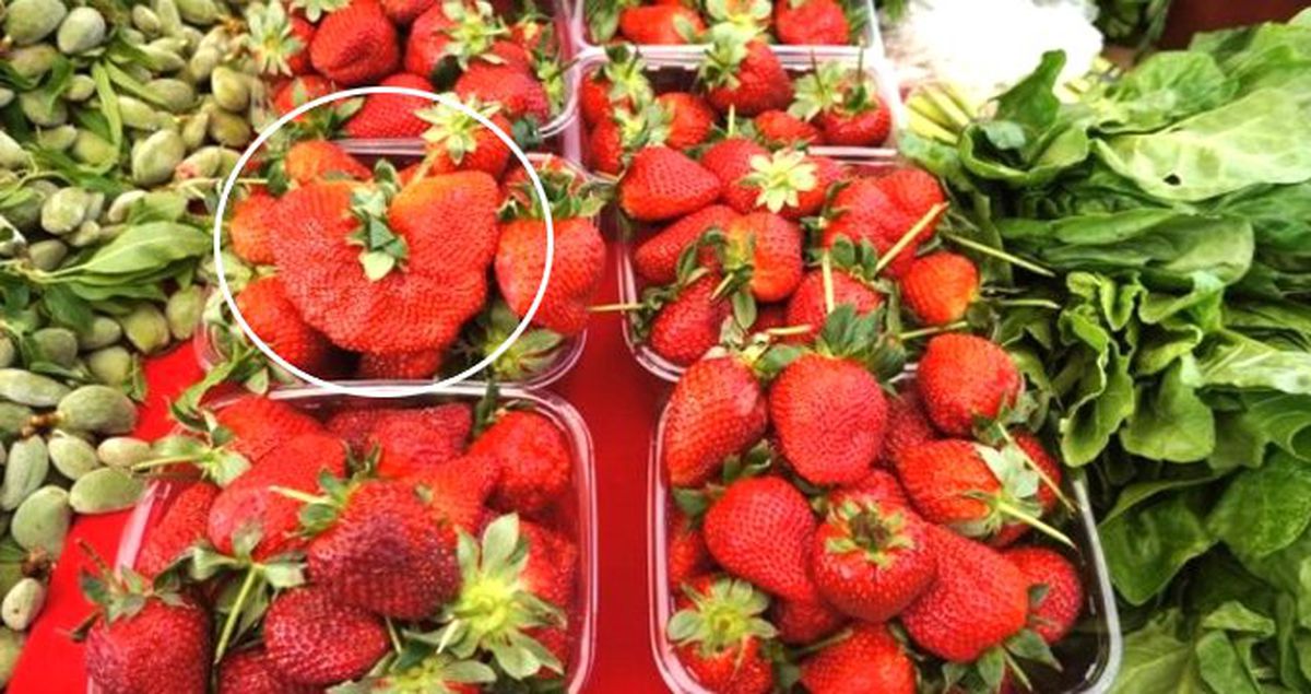 Bir Adeti 100 Gram Geliyor! Bu Çileği Görenler Merakla İnceliyor