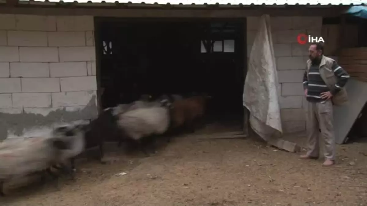 Bu Kuzulardan Almak İçin 4 Ay Sıra Bekliyorlar