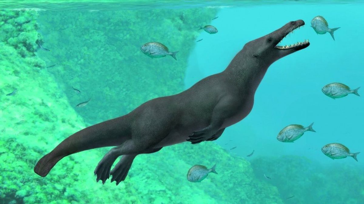 Peru'da 43 Yıl Öncesine Ait Dört Bacaklı Balina Fosili Bulundu