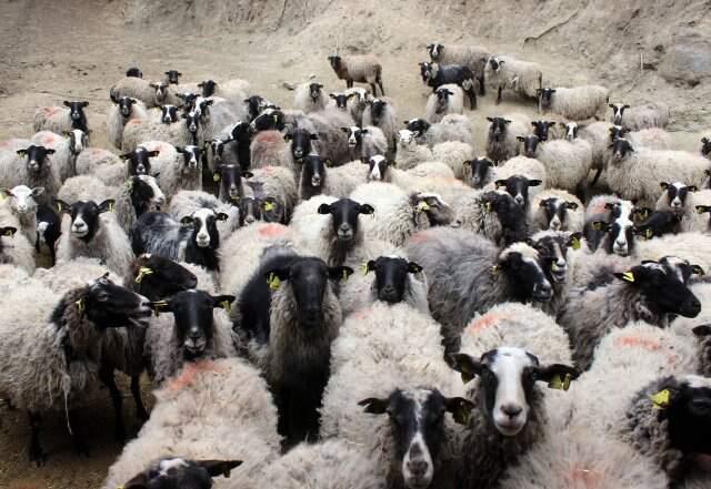 Sahip Olanı Zengin Eden Kuzulardan Almak İçin 4 Ay Sıra Bekliyorlar