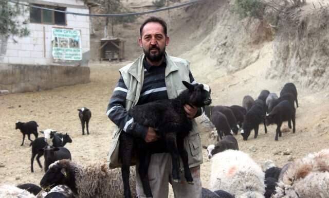 Sahip Olanı Zengin Eden Kuzulardan Almak İçin 4 Ay Sıra Bekliyorlar