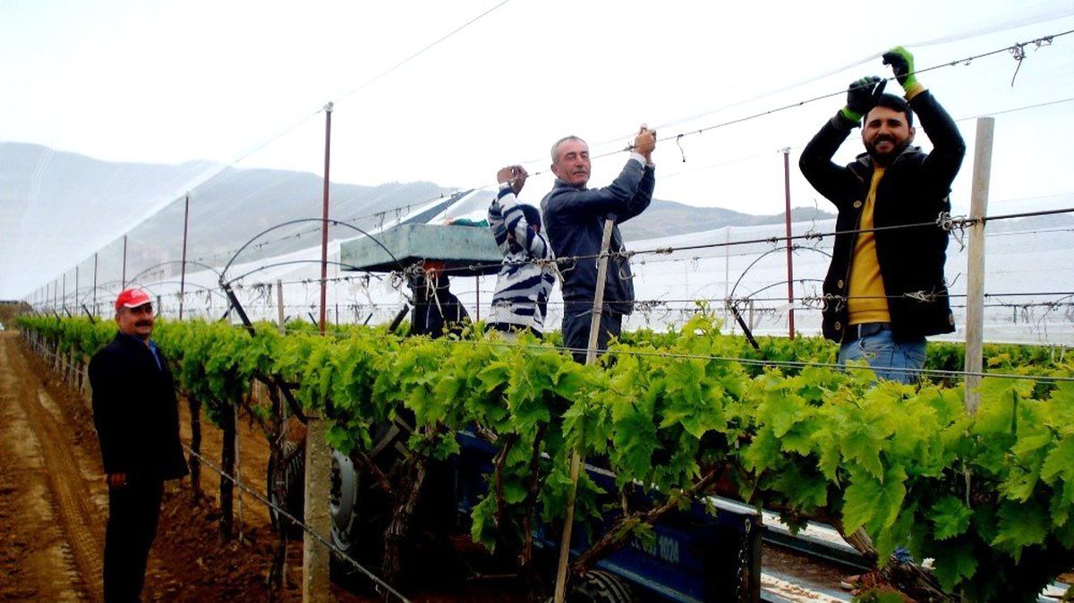 Sarıgöl'de Üzüm Bağlarına Dolu Önlemi