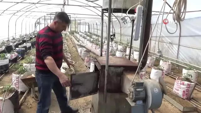 Yarasa Gübresi Kullanarak Üretim Yapıyor Yarasa Gübresi Kullanarak Üretim Yapıyor