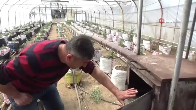 Yarasa Gübresi Kullanarak Üretim Yapıyor Yarasa Gübresi Kullanarak Üretim Yapıyor