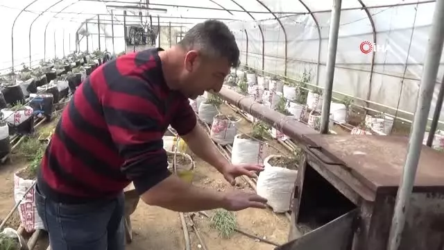 Yarasa Gübresi Kullanarak Üretim Yapıyor Yarasa Gübresi Kullanarak Üretim Yapıyor