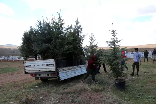 Yardım Paralarıyla Köy Mezarlığı Ağaçlandırılıyor Yardım Paralarıyla Köy Mezarlığı Ağaçlandırılıyor