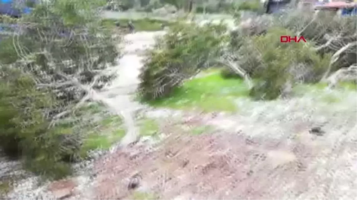 Muğla Dünyaca Ünlü Akbük Koyu'nda Ağaç Katliamı