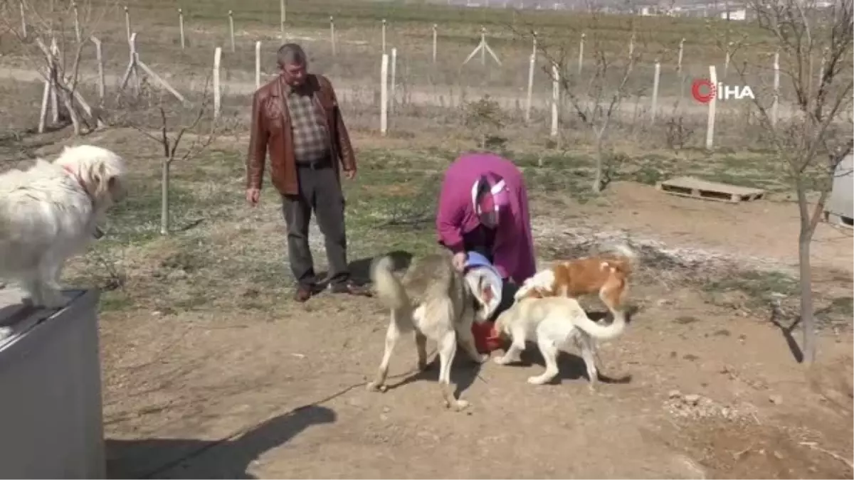 Sokak Hayvanlarına Aile Şefkatiyle Bakıyorlar