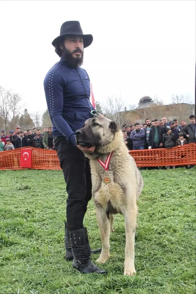Türk Çoban Köpekleri Festivali haberi fotografı, fotografları