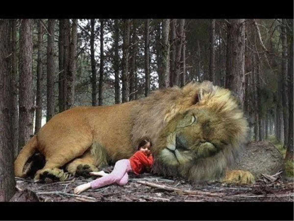 Женщина львица. Лев спящий. Приснился Лев во сне. Лев во сне для женщины. Львы во сне к чему снится женщине
