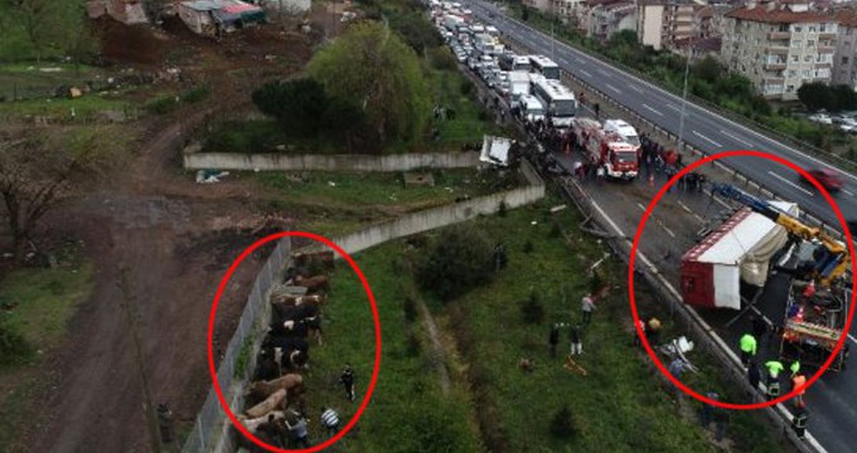 TEM'de Feci Kaza! TIR Parçalandı, Kasadaki Büyükbaş Hayvanlar Yola Savruldu