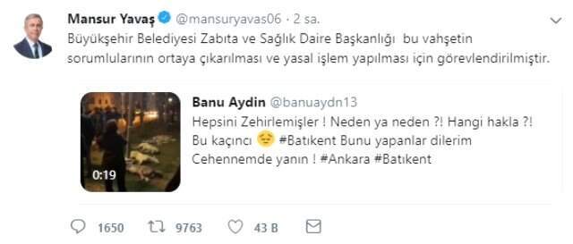 Ankara'da Sokak Köpekleri Zehirlendi, Yavaş Sorumluların Bulunması İçin Talimatı Verdi