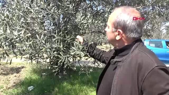 Balıkesir Edremit Körfezi'nde, Zeytinde Yüksek Rekolte Bekleniyor