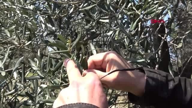 Balıkesir Edremit Körfezi'nde, Zeytinde Yüksek Rekolte Bekleniyor