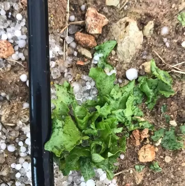 Erdemli'yi Dolu Vurdu Erdemli'yi Dolu Vurdu