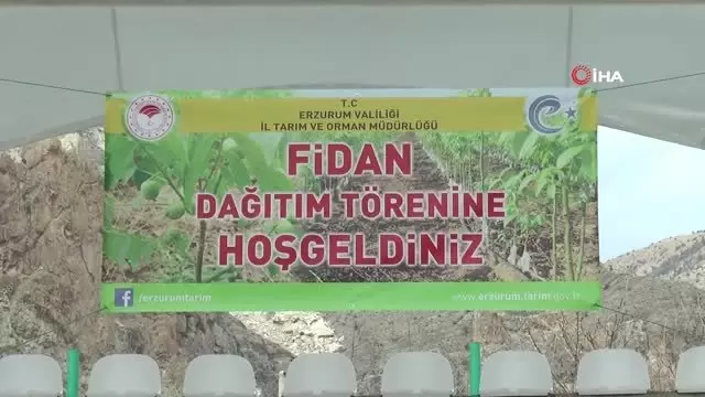 Erzurum'da 40 Bin Ceviz Fidanı ile Yem Bitkisi Tohumu Dağıtıldı