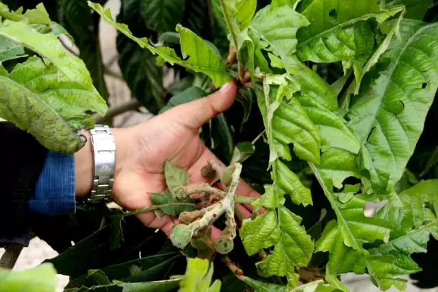 Mersin'deki Dolu Yağışı Mersin'deki Dolu Yağışı