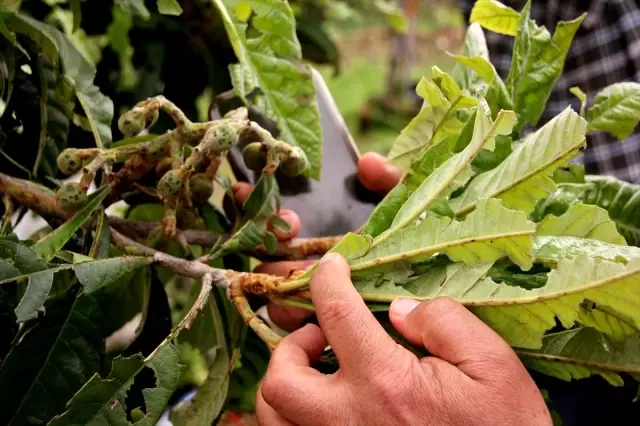 Mersin'deki Dolu Yağışı Mersin'deki Dolu Yağışı