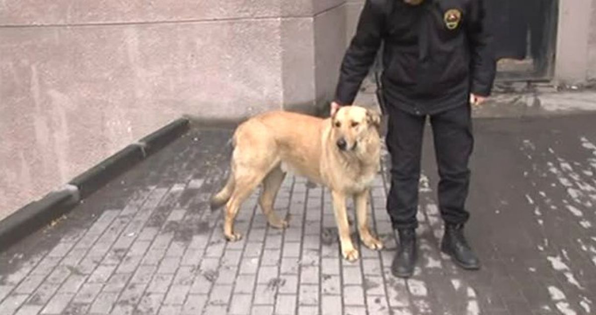 16 Köpeği Vahşice Öldüren Zanlıları, Adliye Girişinde Sokak Köpeği Karşıladı