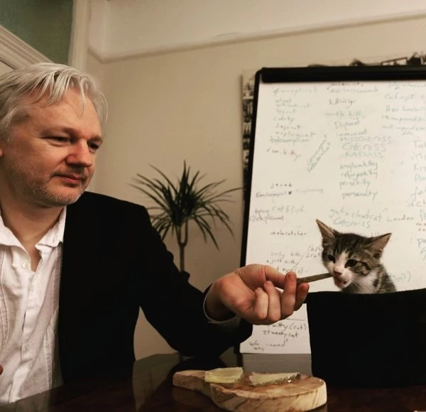 Assange�ın Avukatı Açıkladı &quot;Kedi James Kurtarıldı ve İyi&quot; Haberler