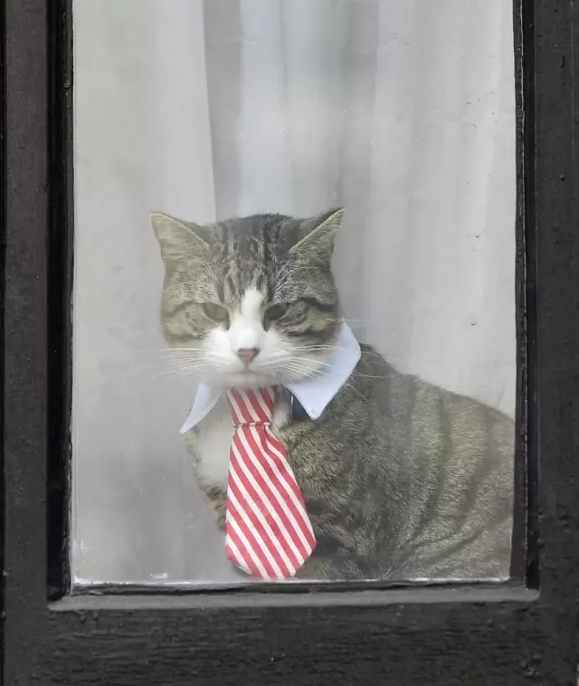 Assange'ın Avukatı Açıkladı: