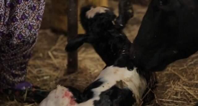 Ezgi Sertel'in Canlı Yayında Zor Anları! İneğin Doğumuna Şahit Oldu