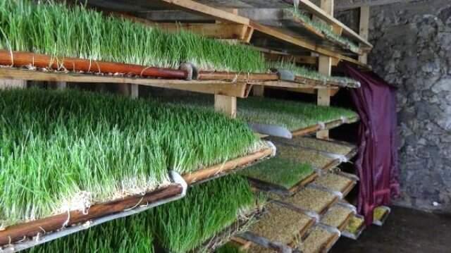 Rize Odada Ürettiği Yemle, Hayvanların Süt Verimini İki Katına Çıkardı