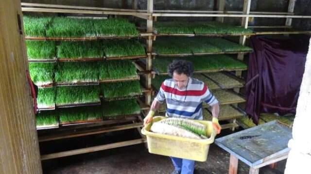 Rize Odada Ürettiği Yemle, Hayvanların Süt Verimini İki Katına Çıkardı