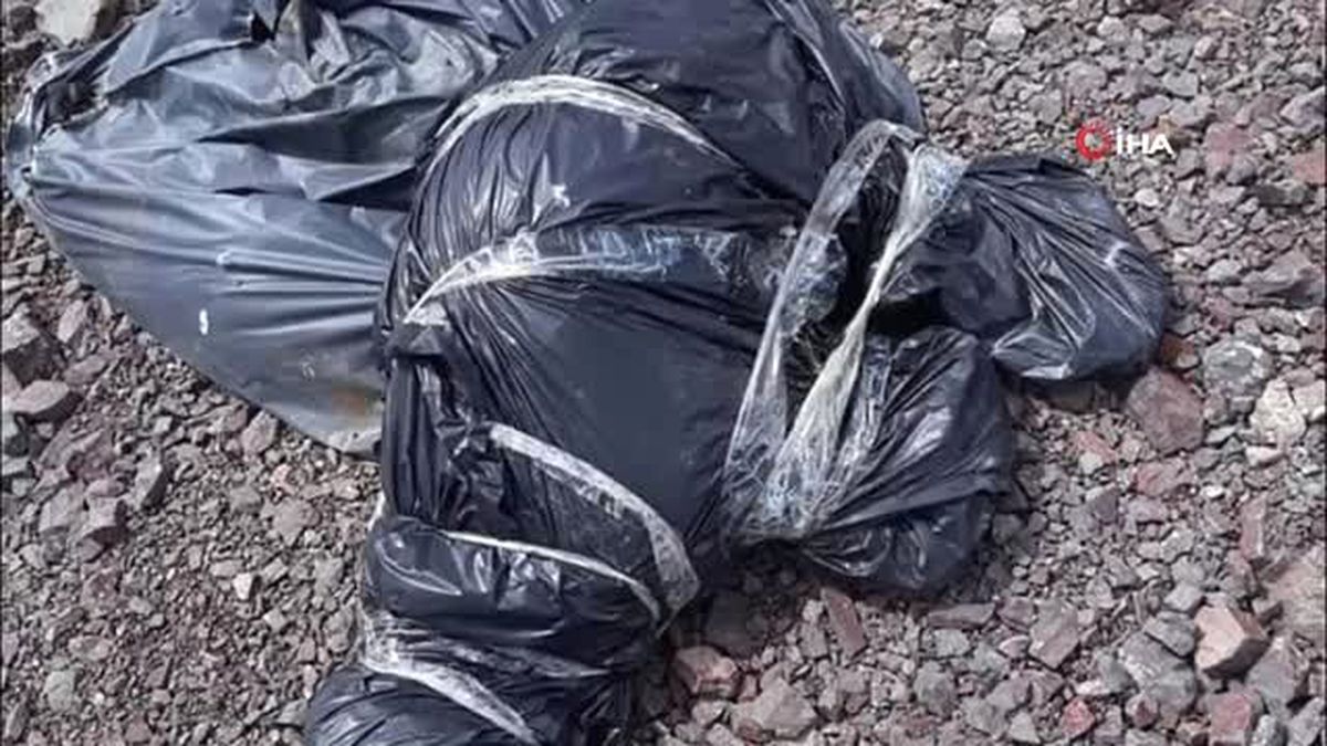 Ankara'da Yine Köpek Katliamı