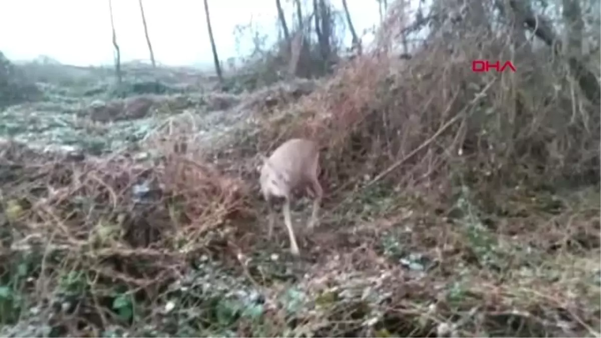 Düzce Fotokapanlar Yaban Hayatı Görüntüledi
