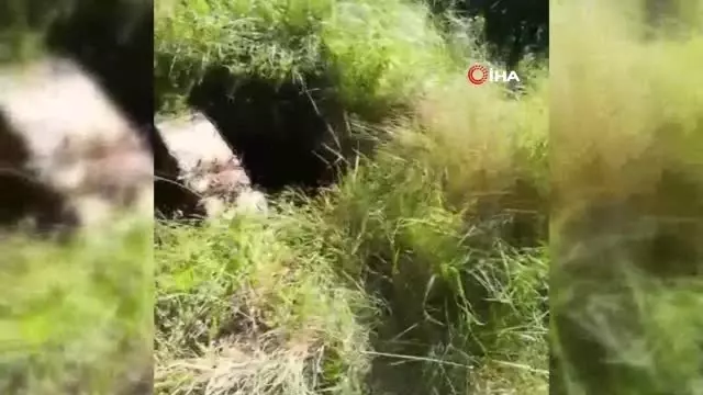 Kuyuya Düşen Köpeğin Yardımına İtfaiye Ekipleri Koştu