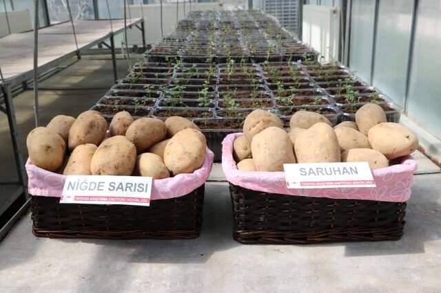 2 Tane Daha 'Milli Patates' Çeşidi Tescillendi