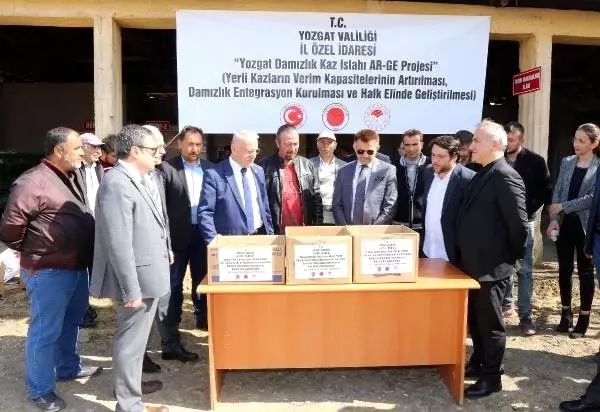 Bozok Üniversitesi'nden Kaz Yetiştiricilerine Destek