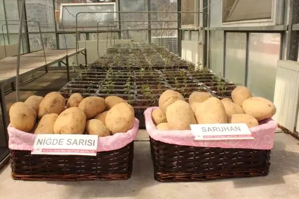 Niğde'de 2 Milli Patates Çeşidi Daha Tescillendi
